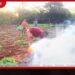 රක්ෂිතය මැද සැඟවුණු කෝටි 10ක ගංජා හේනක් වටලයි! අක්කර 2ක වගාව සමඟ සැකකරුත් පොලිස් දැලේ