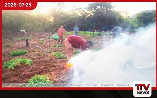 රක්ෂිතය මැද සැඟවුණු කෝටි 10ක ගංජා හේනක් වටලයි! අක්කර 2ක වගාව සමඟ සැකකරුත් පොලිස් දැලේ