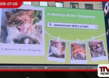 දරුවන් සිව් දෙනෙකු සුනඛයින්ට පහර දී මරා දැමීමේ සිද්ධිය චීනයේ සත්ව හිංසනයට එරෙහි විරෝධතා ලොව පුරා පැතිරෙයි