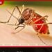 ඩෙංගු මර්දනය සඳහා  ඉන්දියාවෙන් ශ්‍රී ලංකාවට  මැලතියෝන් කෘමිනාශක  ආධාරයක්
