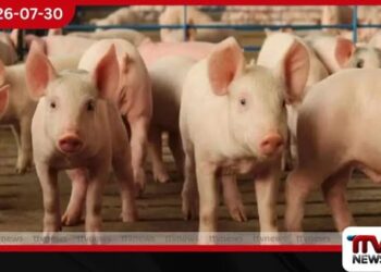 සූකර කර්මාන්තය රැකගන්න රක්ෂණ මාසයක් ප්රකාශයට පත් කරයි…