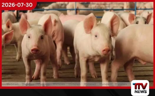 සූකර කර්මාන්තය රැකගන්න රක්ෂණ මාසයක් ප්රකාශයට පත් කරයි…