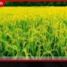 එල්නිනෝ හමුවේ මහ කන්නයට අලුත් සැලසුමක්…