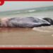 බේරුවල මුහුදු තීරයට  මියගිය තල්මසෙකුගේ සිරුරක්  ගොඩගසයි
