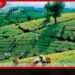 සිලෝන් ටී විලේජ් ව්යාපෘතිය වේගවත් කිරීමට රුපියල් කෝටි 23ක අතිරේක ප්රතිපාදන