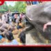 මීටර් 50ක් ඇදීගෙන ගියා…
