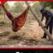 අම්මා එක්ක ඔංචිල්ලාවේ සතුට සොයා ගිය  මාස 5හේ බිළිඳිය…