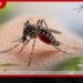 ඩෙංගු තර්ජනය තවත් දරුණුයි…
