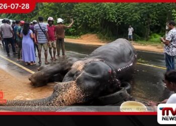 හබරණ ප්රදේශයේදී රිය අනතුරකින් තුවාල ලැබූ වන අලියෙකු මිය යයි