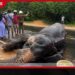 හබරණ ප්‍රදේශයේදී  රිය අනතුරකින් තුවාල ලැබූ  වන අලියෙකු මිය යයි
