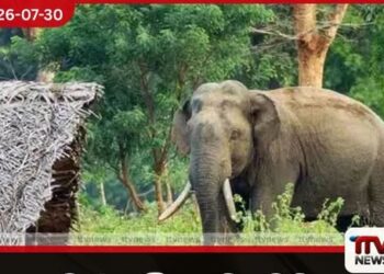 වල් අලි ගැටලුවට විසඳුමක් ලෙස උණ බම්බු ජෛව වැටවල් ඉදිකිරීමට චීනයේ සහය