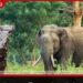 වල් අලි ගැටලුවට  විසඳුමක් ලෙස උණ බම්බු  ජෛව වැටවල් ඉදිකිරීමට  චීනයේ සහය