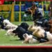 විශ්රාමික පොලිස් නිල සුනඛයන් 26 දෙනෙකු හෙට වෙන්දේසියක