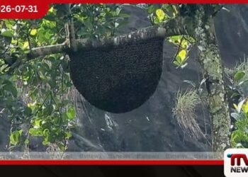 ලින්දුල වතුයායේ බඹර ප්රහාරයකින් එක් අයෙක් මිය යයි