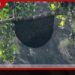 ලින්දුල වතුයායේ බඹර ප්රහාරයකින් එක් අයෙක් මිය යයි
