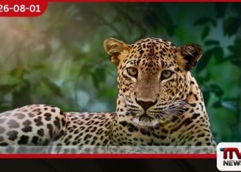 ශ්‍රී ලංකා දිවියාගේ දිනය වෙනුවෙන් සජිත් ප්‍රේමදාසගෙන් විශේෂ වැඩපිළිවෙළක්