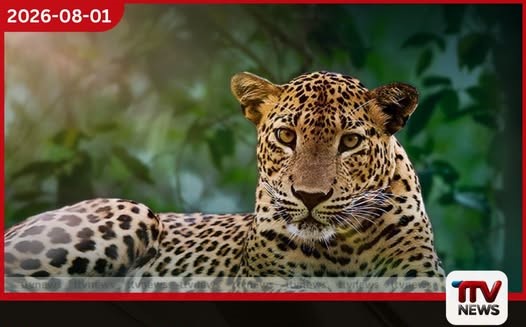 ශ්රී ලංකා දිවියාගේ දිනය වෙනුවෙන් සජිත් ප්රේමදාසගෙන් විශේෂ වැඩපිළිවෙළක්