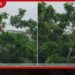ඉන්දියාවේ මහාරාෂ්ට්ර ප්රාන්තයේ ගංවතුරට හසුවූ පුද්ගලයෙකු ගසකට නැඟ දිවි බේරා ගනී