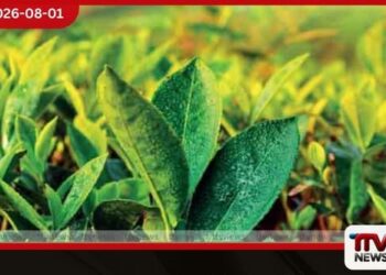 කොළඹ තේ වෙන්දේසියේ නව තත්ත්වයක්! තේ සැපයුම ඉහළ යයි, ඉල්ලුම මන්දගාමී වෙයි