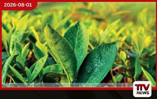 කොළඹ තේ වෙන්දේසියේ නව තත්ත්වයක්! තේ සැපයුම ඉහළ යයි, ඉල්ලුම මන්දගාමී වෙයි