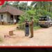 බෑනාගේ උදලු පහරින් නැන්දම්මා දැඩිසත්කාරයේ! පවුල් ආරවුලක් දුරදිග යයි