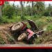 පම්බල පොල් ඉඩමක ට්‍රැක්ටරය අගලකට පෙරළී 24 හැවිරිදි රියදුරු මරුට!