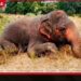 අන්නාසිගල රක්ෂිතයේදී වෙඩි වැදීමෙන් මියගිය වනඅලි සිරුරක් සොයා ගනියි
