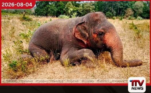 අන්නාසිගල රක්ෂිතයේදී වෙඩි වැදීමෙන් මියගිය වනඅලි සිරුරක් සොයා ගනියි
