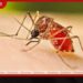 ජූලි මාසයෙන් ඩෙංගු වාර්තා බිඳෙයි!