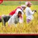 ඉන්දියාවේ ගොවීන්ට රුපියල් ට්‍රිලියන 3.16ක මූල්‍ය සහනාධාරයක්