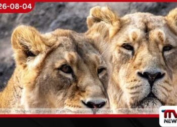 ජපානයේ දැඩි උණුසුමෙන් සිංහ ධේනූන් තිදෙනෙක් මරුට!