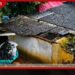 හැටන් කොටගල පබ්බතාරාම විහාරස්ථානයේ ආවාස ගෙයට පස් කන්දක් කඩා වැටීමෙන් හිමිනමකට තුවාල