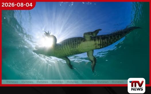 මෝරුන්ටත් වඩා බියකරු විලෝපිකයා සර්ෆින් කලාපයකට පැමිණෙයි!