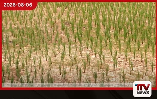 වියළි කලාපයේ වගා හානි සඳහා කඩිනමින් වන්දි ගෙවීමට කෘෂිකාර්මික හා ගොවිජන රක්ෂණ මණ්ඩලයෙන් පියවර