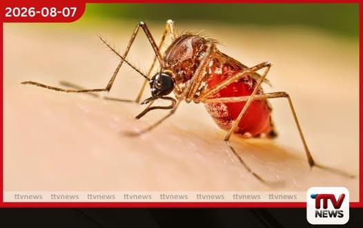 වසර දෙකක් තුළ ඩෙංගු මර්දනය කිරීමට රජයෙන් ඉලක්කයක්
