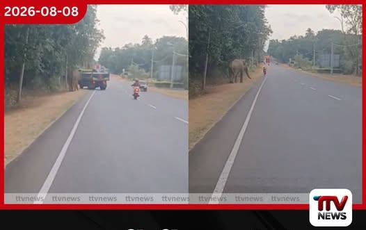 ලොරි රියදුරෙක් වන අලියෙකුගෙන් පුද්ගලයෙකු බේරගෙන!