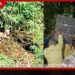 කොටගල ප්‍රදේශයේදී  උගුලකට හසුවූ දිවියෙකු  බේරාගැනීමට සමත් වෙයි