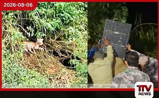 කොටගල ප්රදේශයේදී උගුලකට හසුවූ දිවියෙකු බේරාගැනීමට සමත් වෙයි
