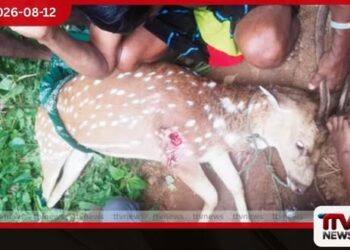 දඩයක්කාරයාගේ වෙඩි පහරින් තුවාල වූ මුවා  තරුණයන් පිරිසක් බේරාගනී
