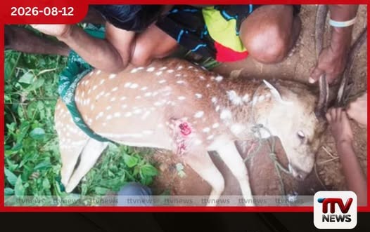 දඩයක්කාරයාගේ වෙඩි පහරින් තුවාල වූ මුවා තරුණයන් පිරිසක් බේරාගනී