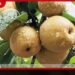 අස්වැන්න 50%කින් අඩුයි…