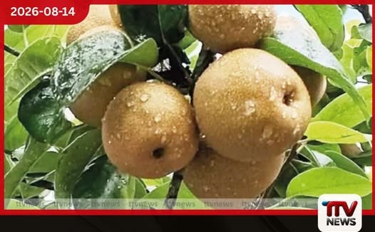 අස්වැන්න 50%කින් අඩුයි…