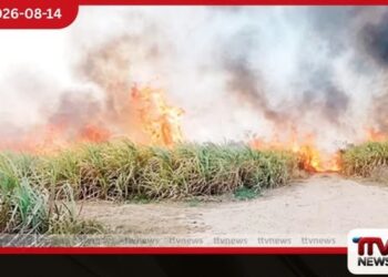 පැල්වත්තේ උක් වගාවට  ගිනි තැබූ පුද්ගලයා මාට්ටු