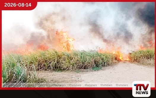 පැල්වත්තේ උක් වගාවට ගිනි තැබූ පුද්ගලයා මාට්ටු