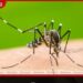 ශ්‍රී ලංකාවේ ඩෙංගු මරණ සංඛ්‍යාව  68 දක්වා ඉහළට…
