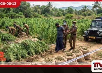 තණමල්විලේ රහසේ කරගෙන ගිය දැවැන්ත ගංජා වගාවක් හසුවෙයි