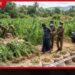 තණමල්විලේ රහසේ කරගෙන ගිය දැවැන්ත ගංජා වගාවක් හසුවෙයි