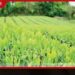 කොළඹ තේ වෙන්දේසිය ශක්තිමත් වෙයි