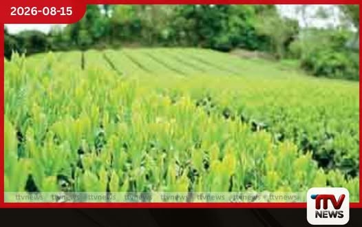 කොළඹ තේ වෙන්දේසිය ශක්තිමත් වෙයි