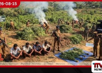 ගංජා ගස් ලක්ෂයකට ආසන්න ප්‍රමාණයක් හම්බේගමුවෙන් සොයාගනී!
